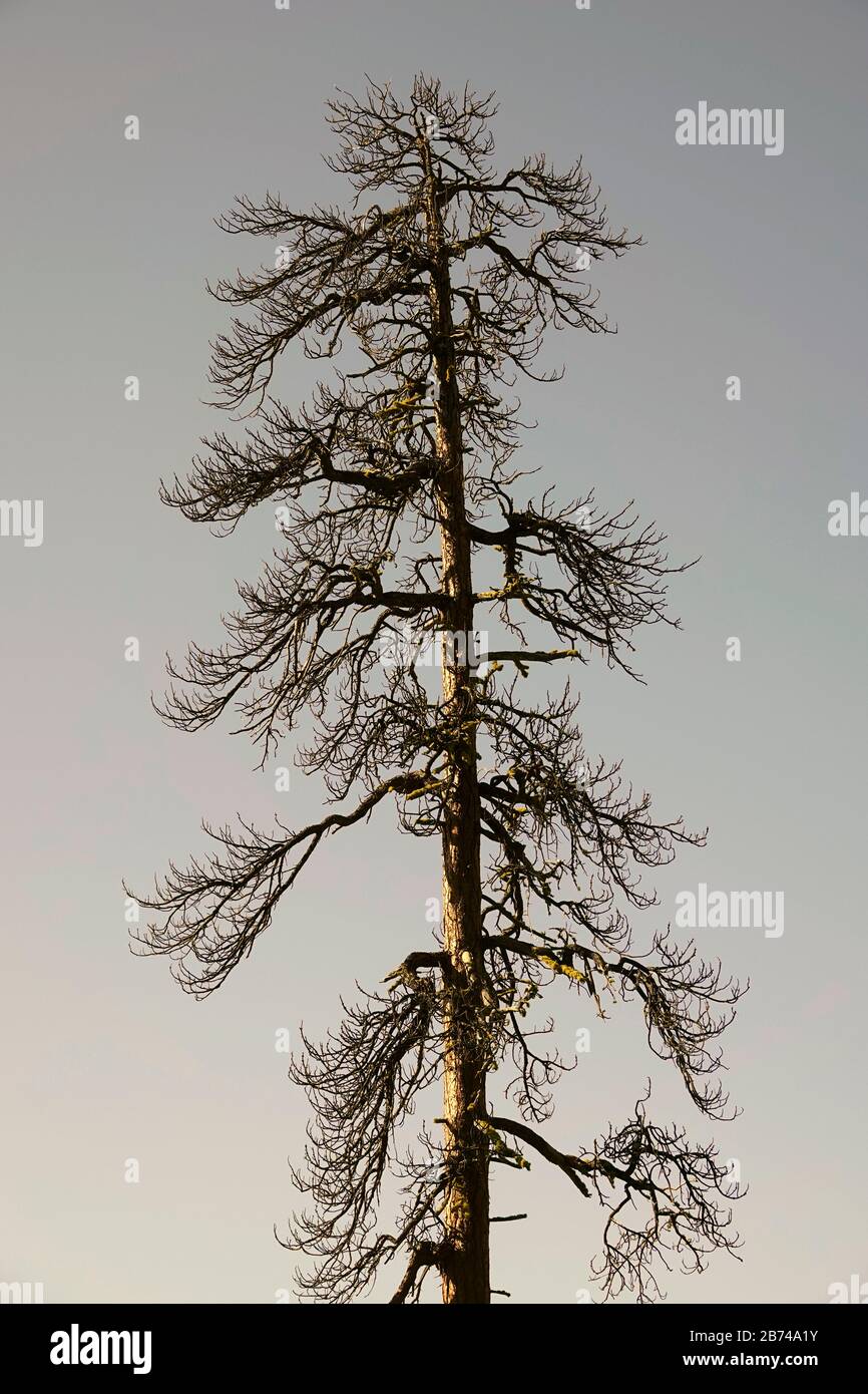 Un antico pino ponderosa, ucciso in un incendio della foresta, nella foresta nazionale di Deschutes, nell'Oregon centrale vicino a Bend. Foto Stock