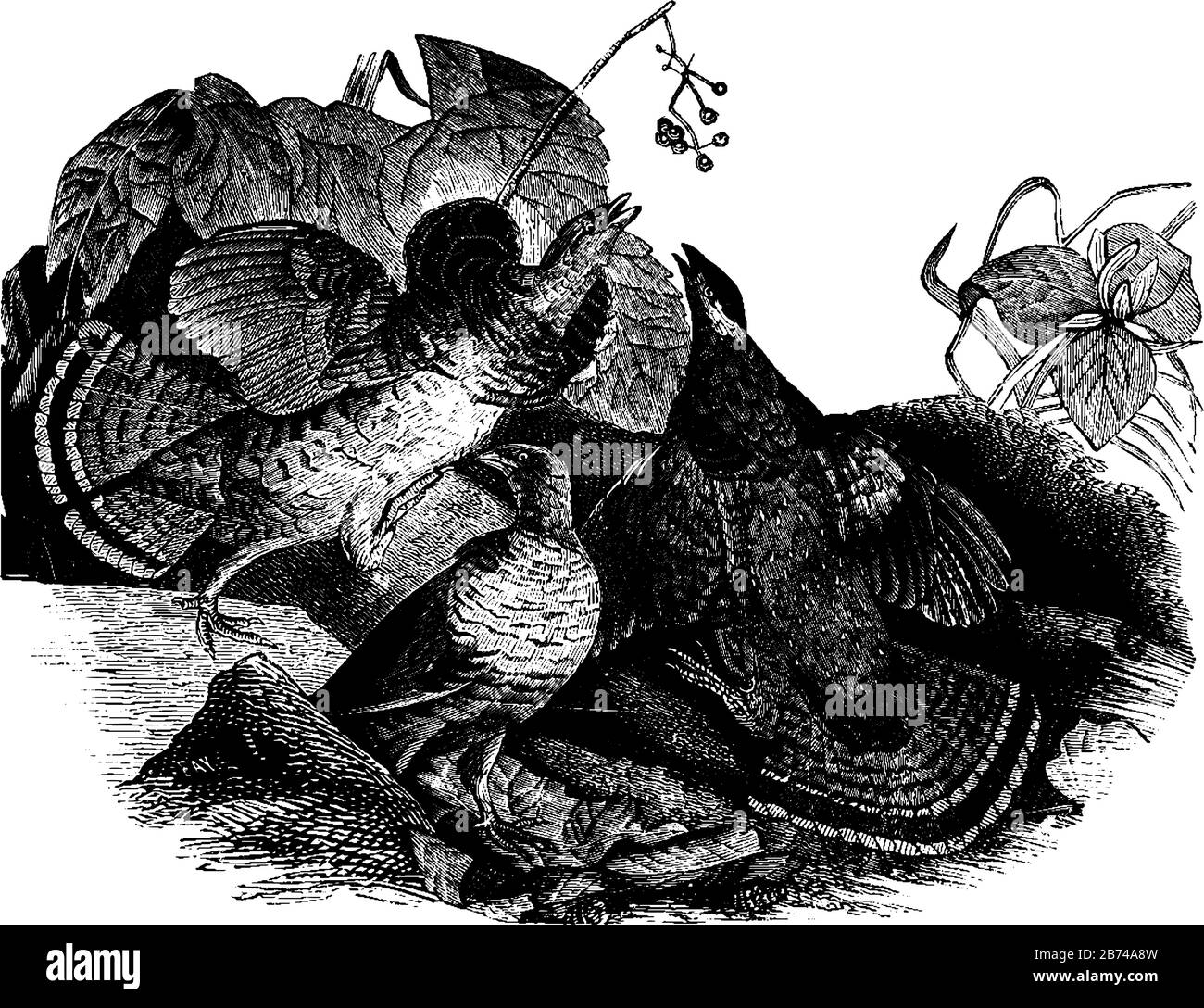 Il Gruse ruffled è trovato in tutti gli Stati Uniti, disegno di linea vintage o illustrazione di incisione. Illustrazione Vettoriale