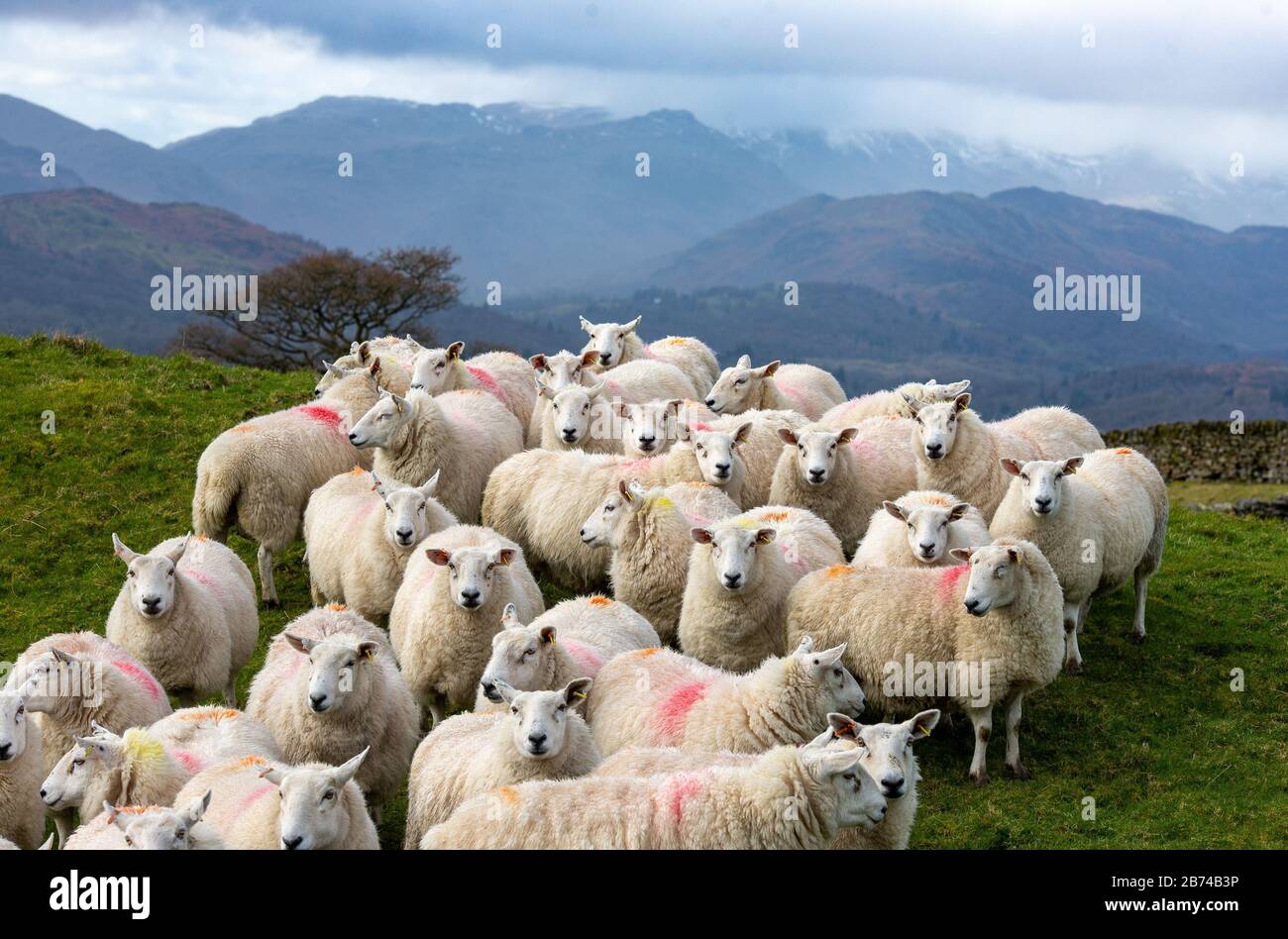 Troutbeck, Windermere, Cumbria, Regno Unito. 13 Marzo 2020. Aberfield attraversa le pecore con lo sfondo delle Langdale Fells, Troutbeck, Windermere, Cumbria il giorno prima di tornare alle previsioni della pioggia nel fine settimana. Credit: John Eveson/Alamy Live News Foto Stock