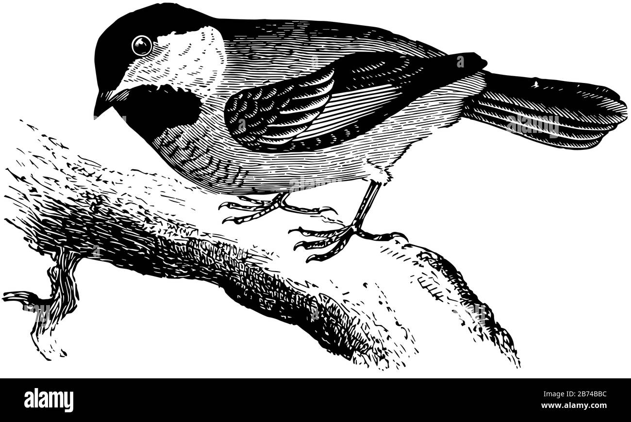 chickadee comune trovato negli Stati Uniti, linea vintage disegno o incisione illustrazione. Illustrazione Vettoriale