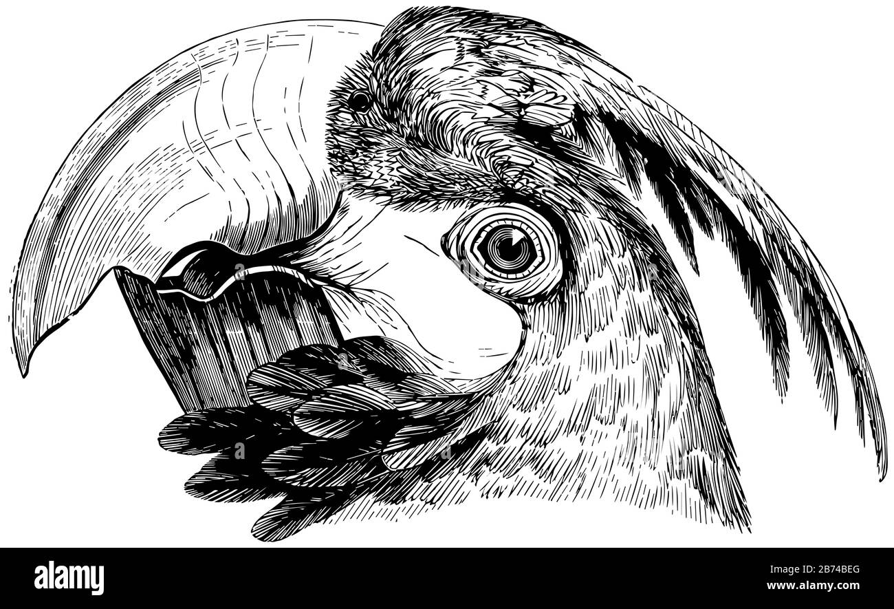Testa di una Macaw con una grande fattura convessa, disegno a linea vintage o illustrazione dell'incisione. Illustrazione Vettoriale