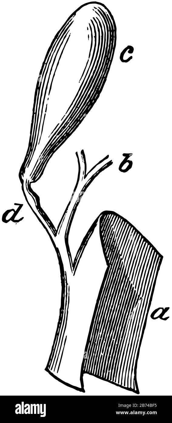 Questo diagramma rappresenta Il Dotto biliare, il disegno a linea vintage o l'illustrazione dell'incisione. Illustrazione Vettoriale