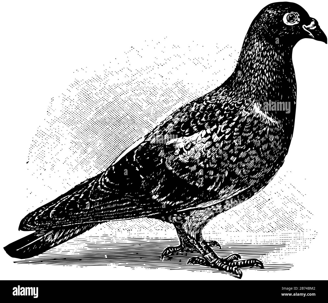 Piccione domestico trovato in quasi tutte le parti del mondo, disegno linea vintage o illustrazione di incisione. Illustrazione Vettoriale