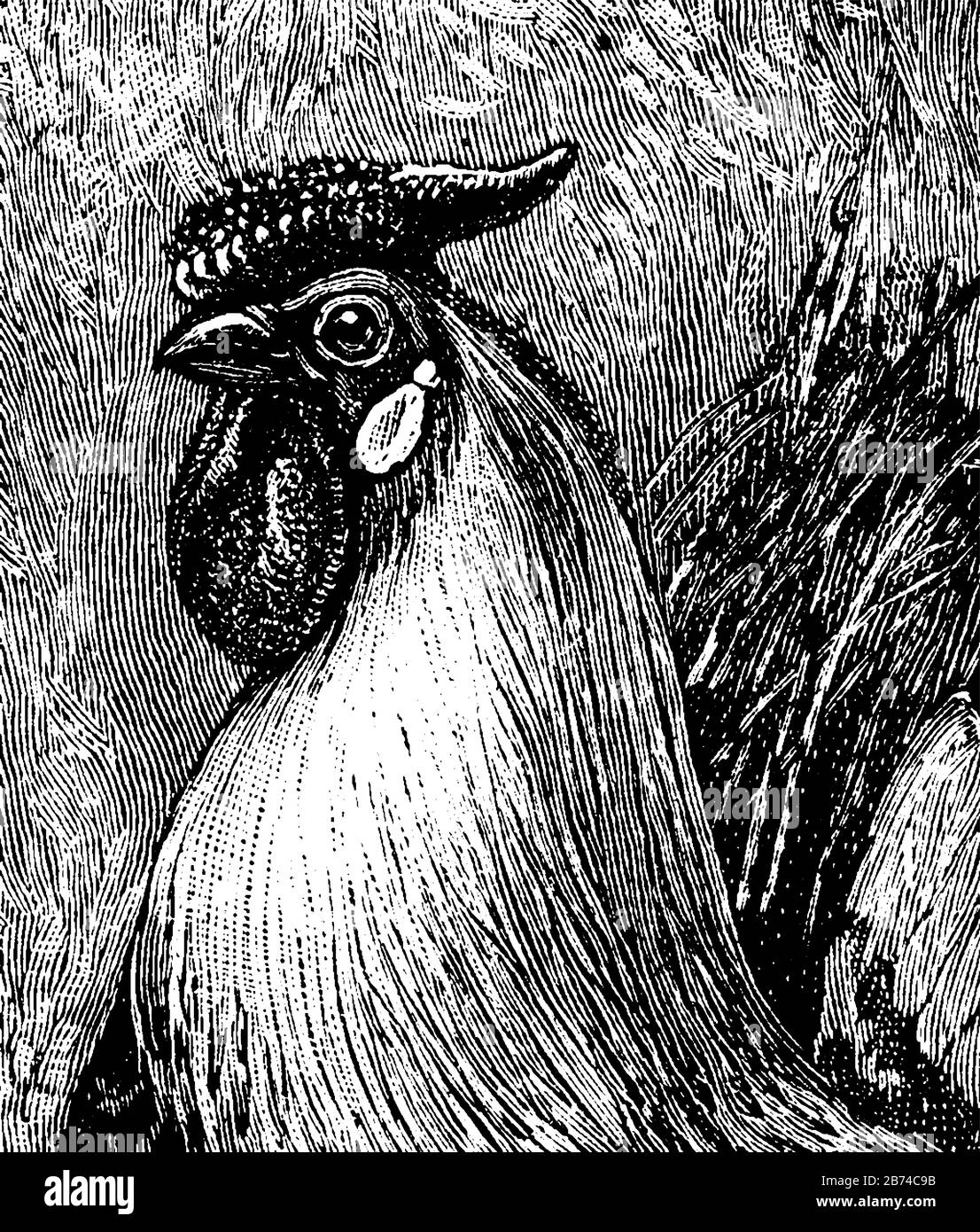 Questa illustrazione rappresenta la testa del gallo, il disegno della linea vintage o l'illustrazione dell'incisione. Illustrazione Vettoriale