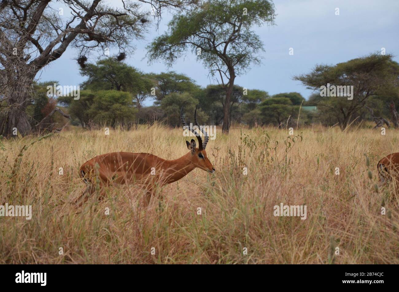 springbok a piedi attraverso le terre di erba savana Foto Stock