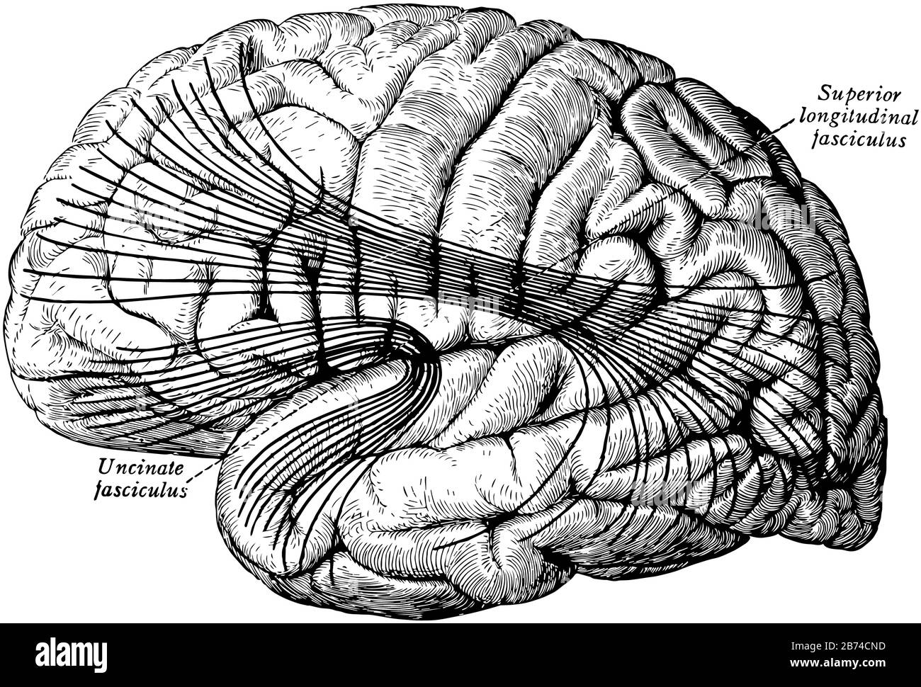 I tratti di associazione più importanti del cervello, disegno di linea vintage o illustrazione di incisione. Illustrazione Vettoriale