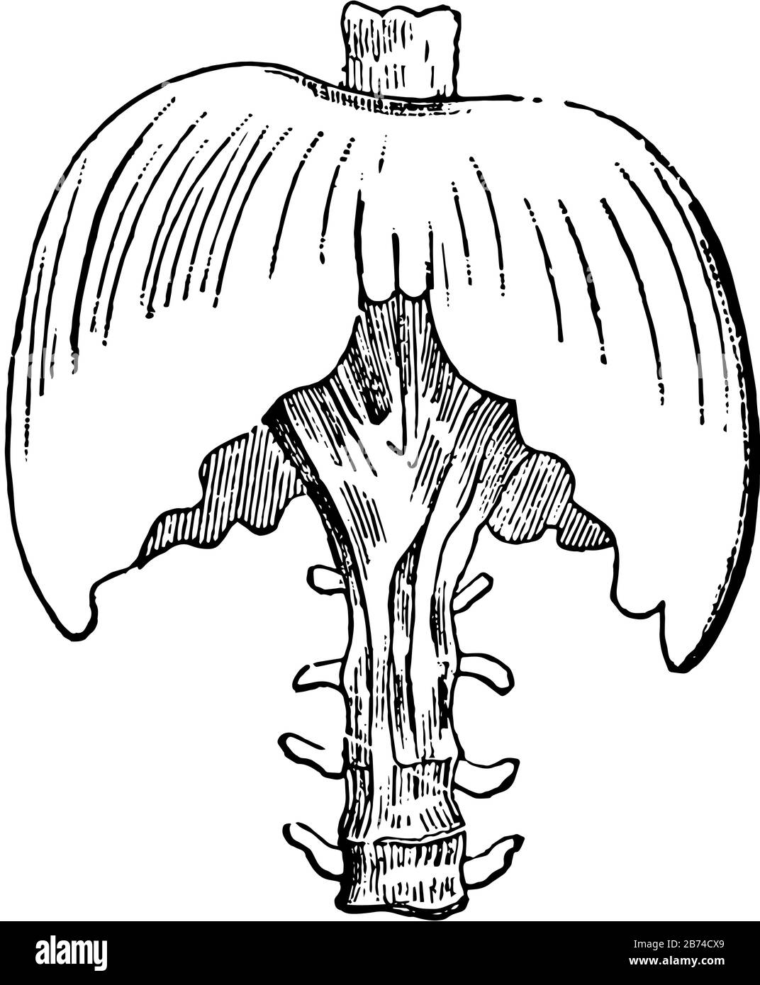 Questo è il nome applicato in anatomia per designare il muscolo trasversale che nell'uomo e la mammalia generalmente, linea vintage disegno o incisione illu Illustrazione Vettoriale