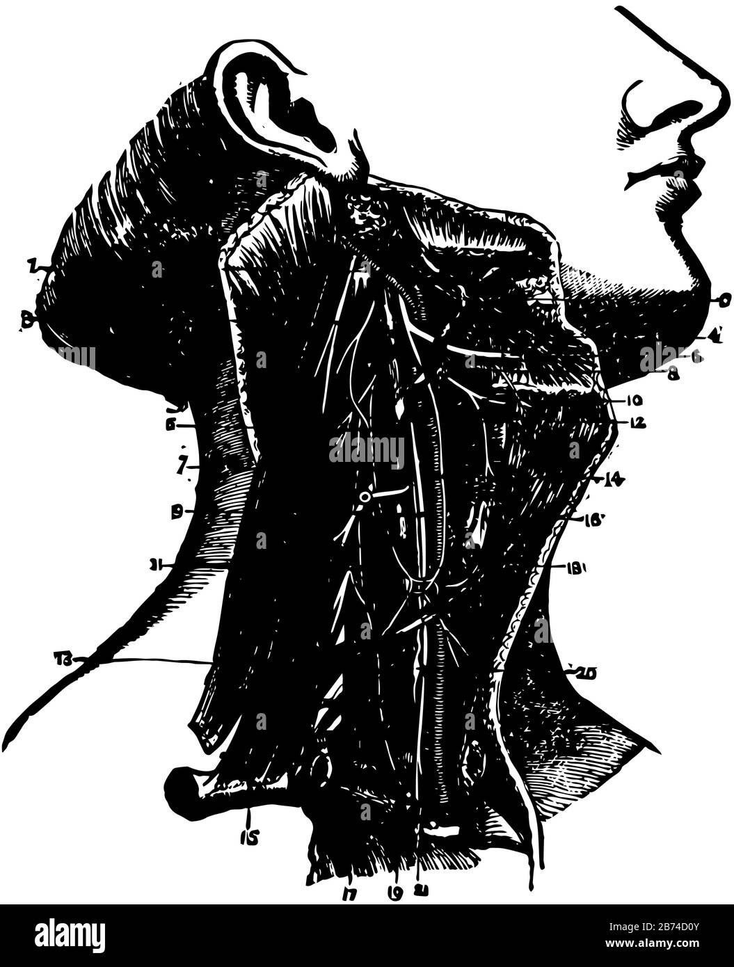Il lato del collo che mostra i nervi e i vasi sanguigni, il disegno della linea vintage o l'illustrazione dell'incisione. Illustrazione Vettoriale
