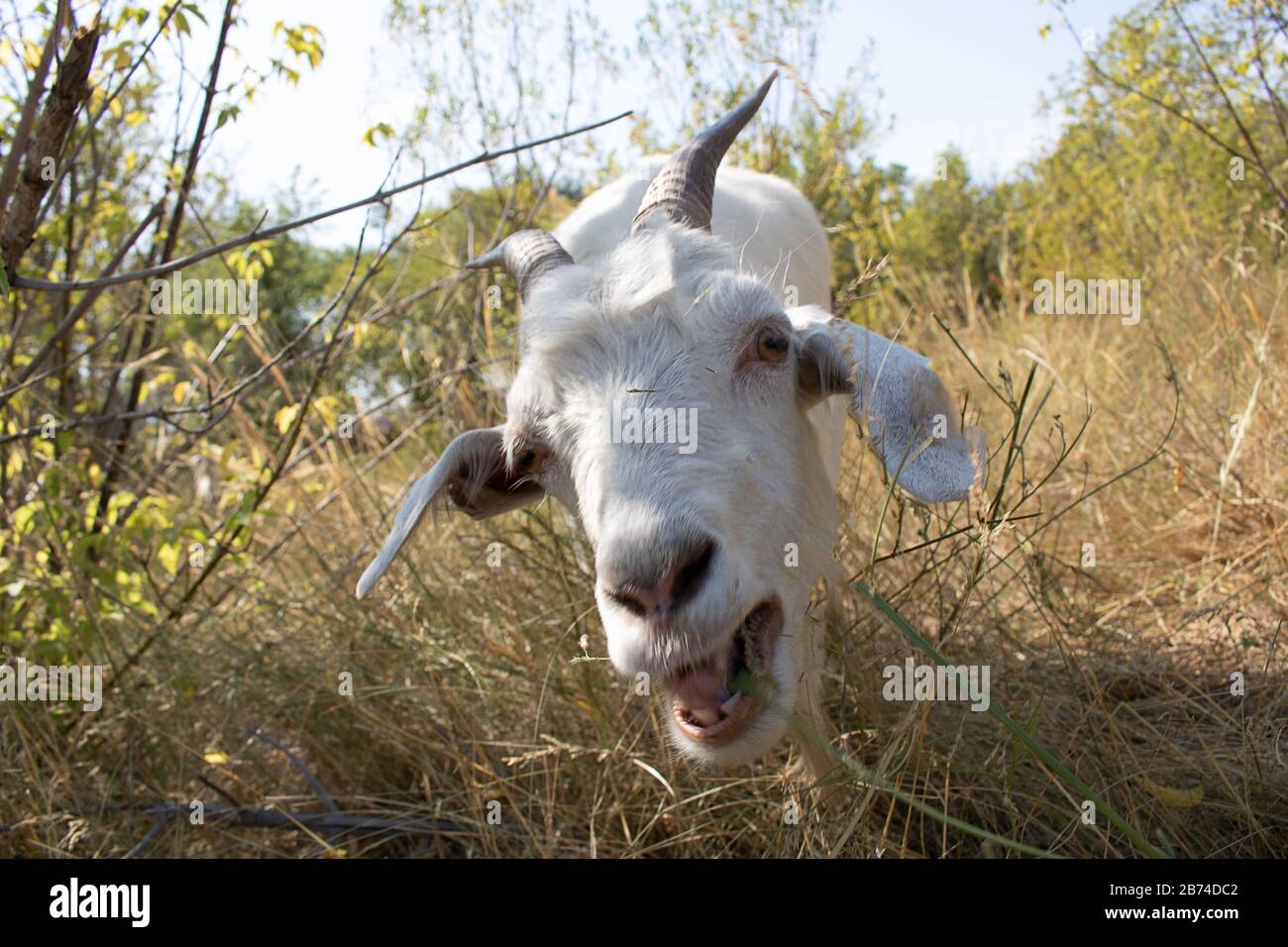 capra bianco nel villaggio a piedi sul verde erba, estate giorno di sole Foto Stock
