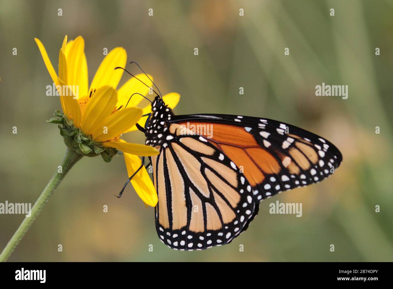 Farfalla monarca sul fiore giallo Foto Stock