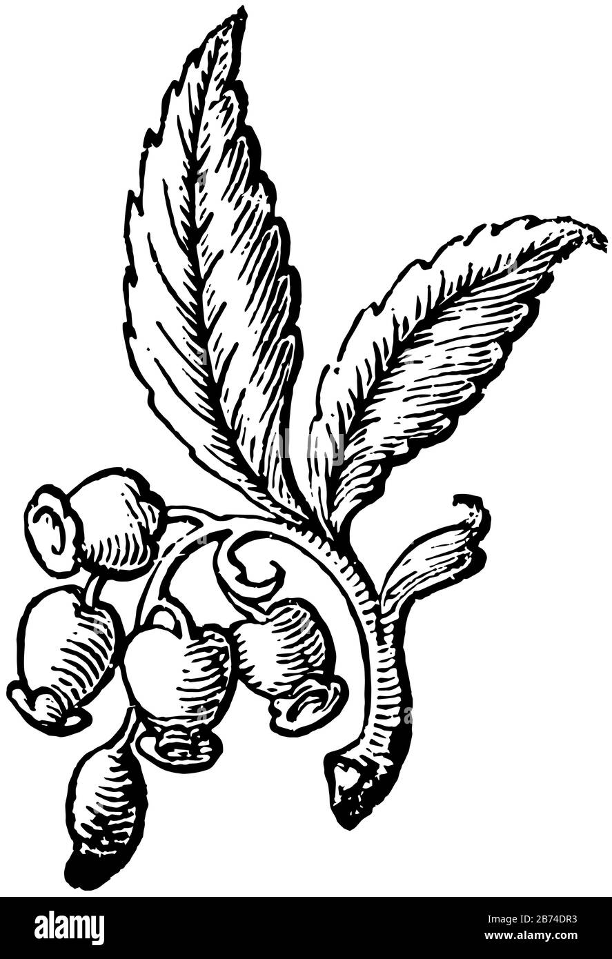 Doodad è un'immagine di un fiore aperto appeso al suo gambo, disegno di linea vintage o illustrazione di incisione. Illustrazione Vettoriale