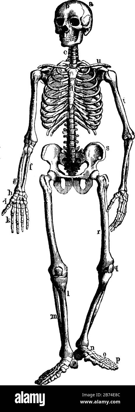 Questa illustrazione rappresenta il scheletro umano Che Mostra Tessuto di pony e Cartilagine, disegno di linee vintage o illustrazione di incisione. Illustrazione Vettoriale
