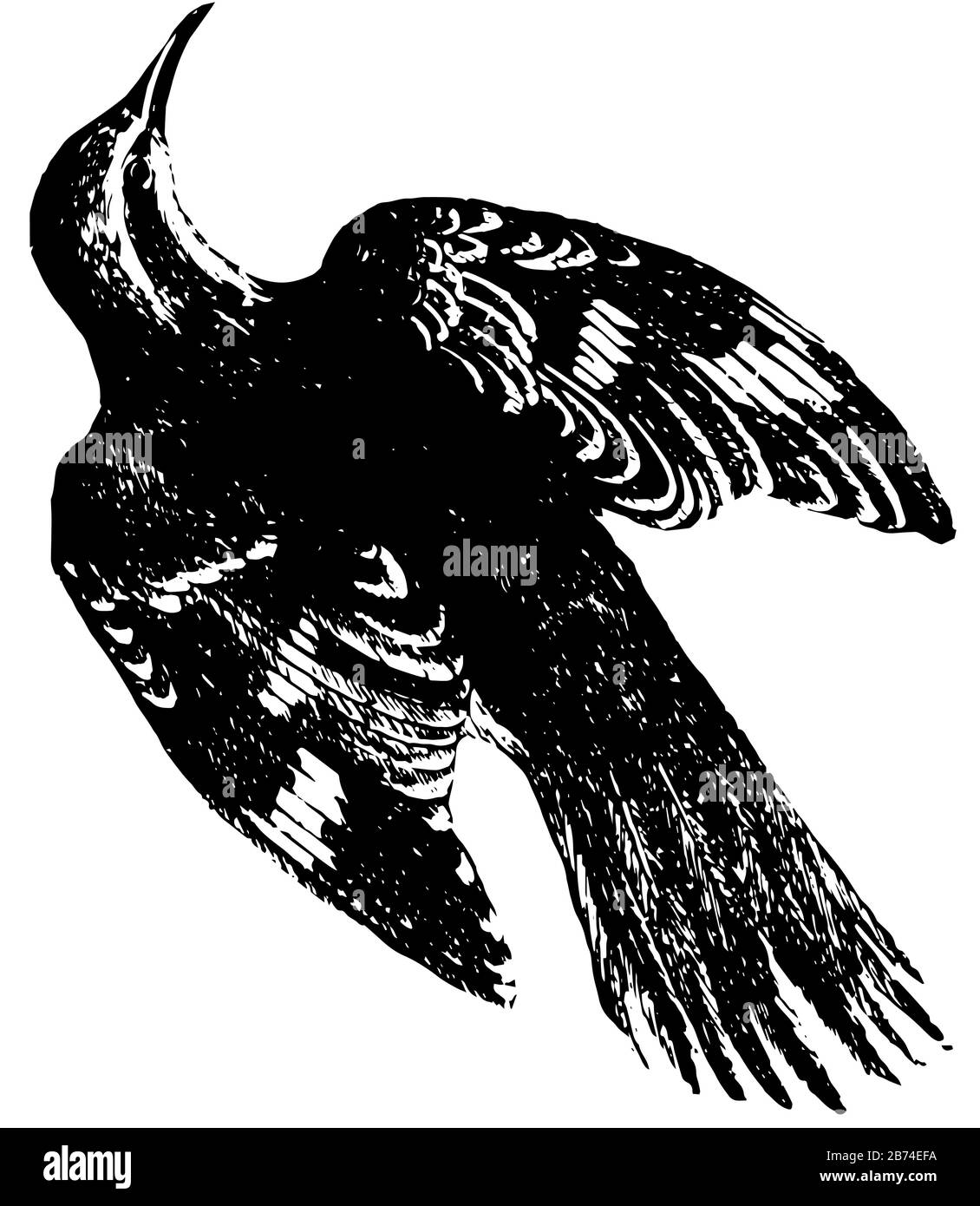 Il superriduttore è un piccolo uccello da arrampicata, disegno di linea vintage o illustrazione di incisione. Illustrazione Vettoriale