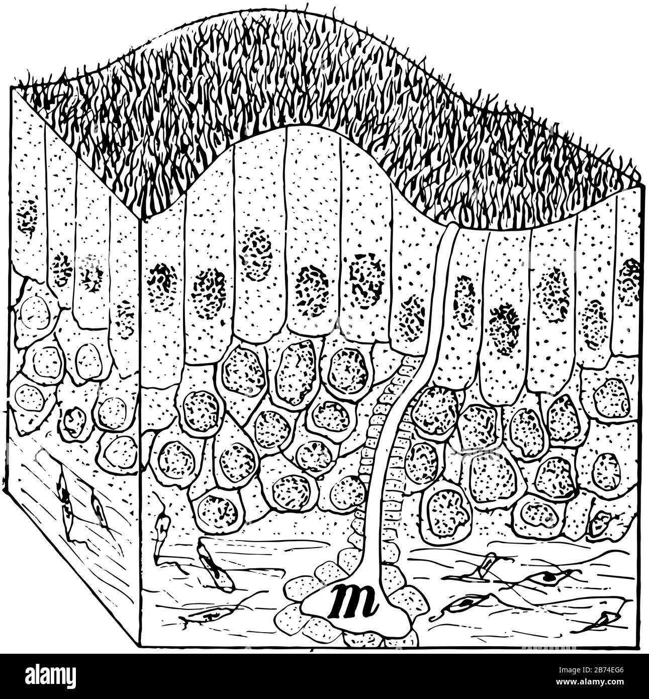Questa illustrazione rappresenta la sezione Del Tessuto nasale, il disegno a linee vintage o l'illustrazione dell'incisione. Illustrazione Vettoriale