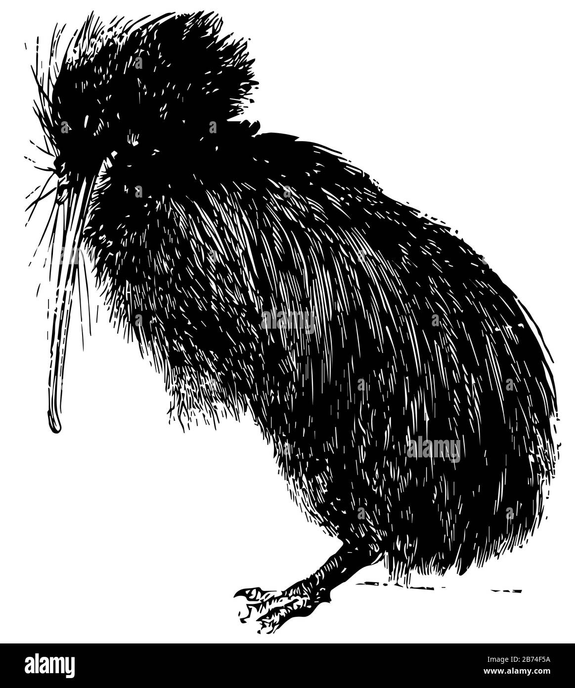 Kiwi è anche un uccello senza volanti, un disegno di linea vintage o un'illustrazione dell'incisione. Illustrazione Vettoriale