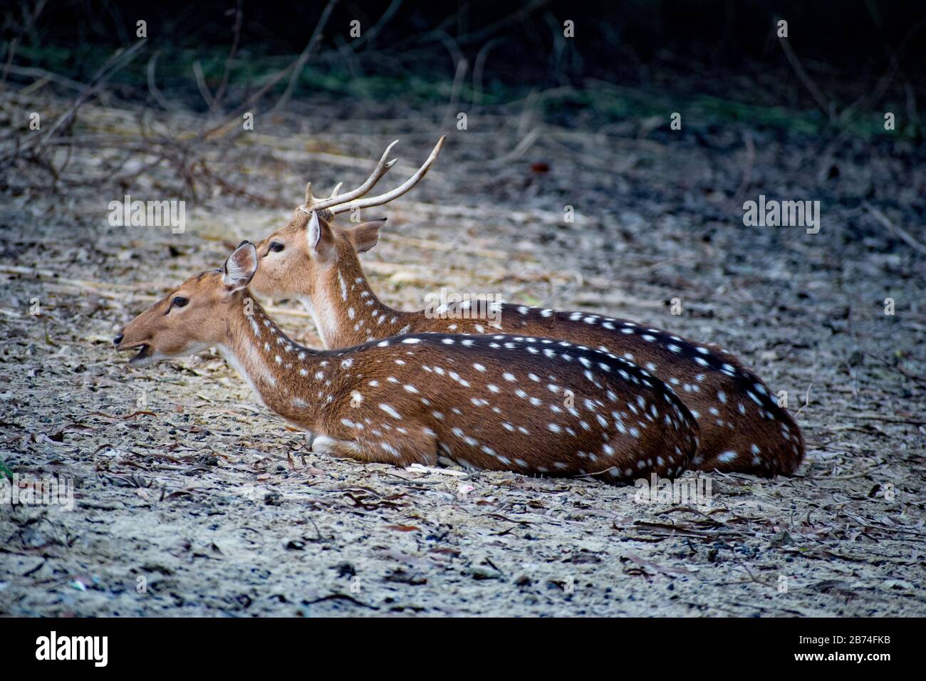 Deerare i mammiferi ruminanti ungulati che formano la famiglia Cervidae. I due gruppi principali di cervi sono le Cervinae, tra cui il muntjac, l'alce (wapiti) Foto Stock