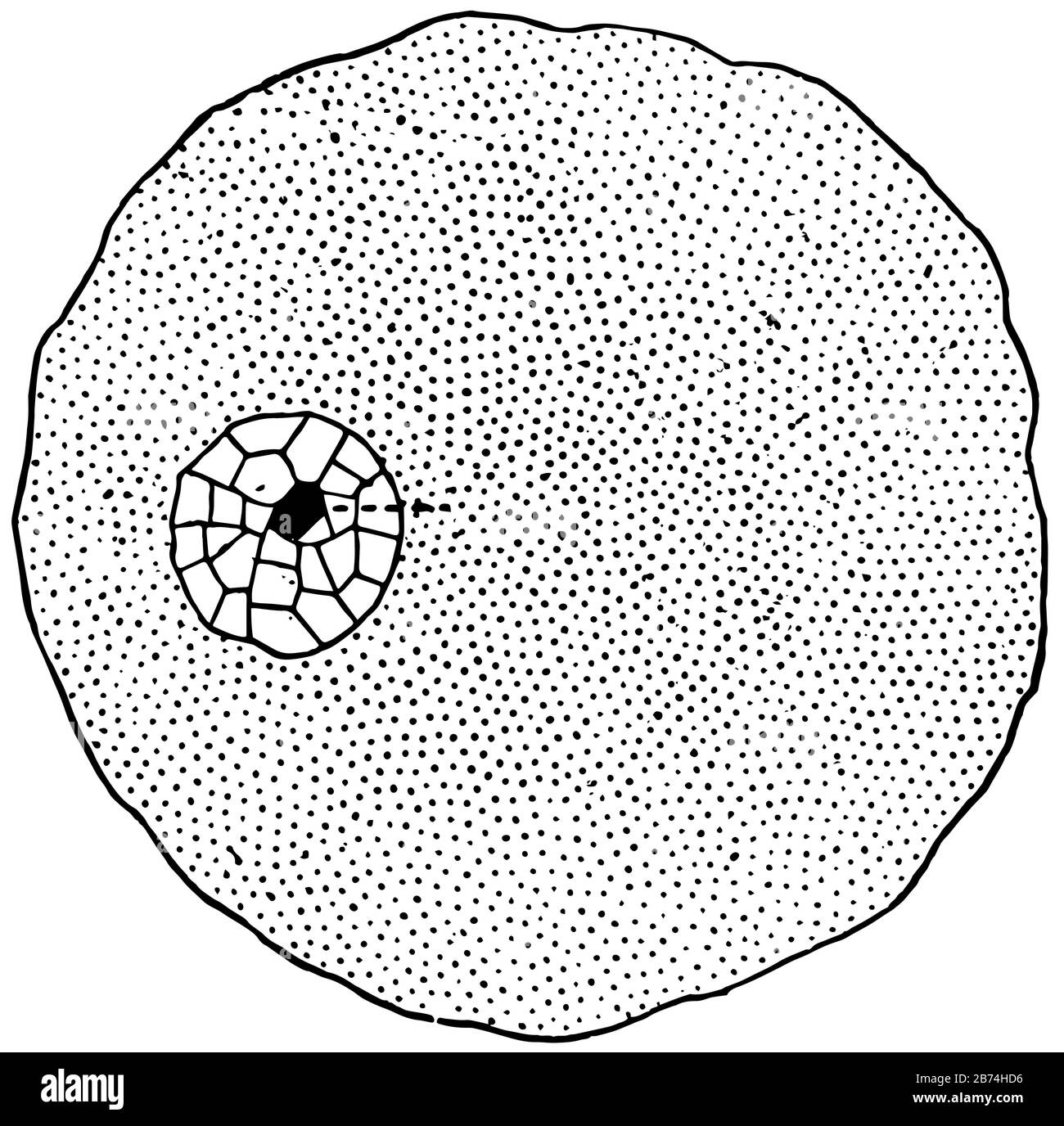 In generale ciò che si può descrivere una cella come una piccola massa di gelatina in cui galleggia un'altra massa ancora più piccola di composizione leggermente diversa, vintage Illustrazione Vettoriale