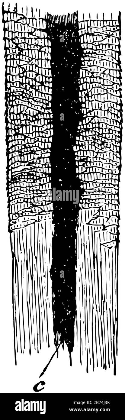 Questa illustrazione rappresenta Un Pezzo di capelli umani, un disegno di linea vintage o un'illustrazione dell'incisione. Illustrazione Vettoriale