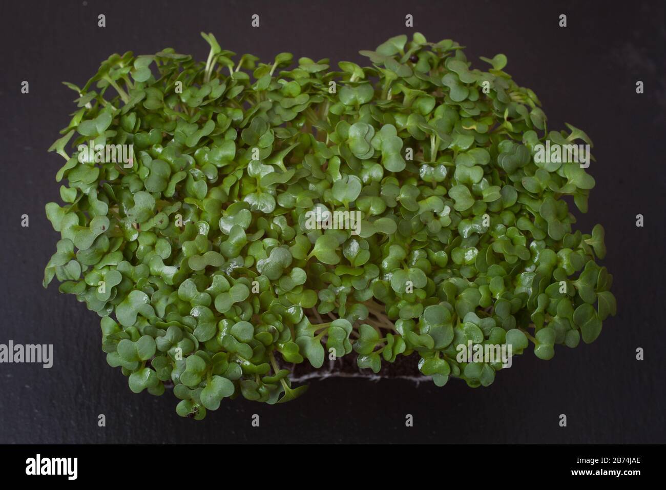 Una macro fotografia di cress dall'alto Foto Stock