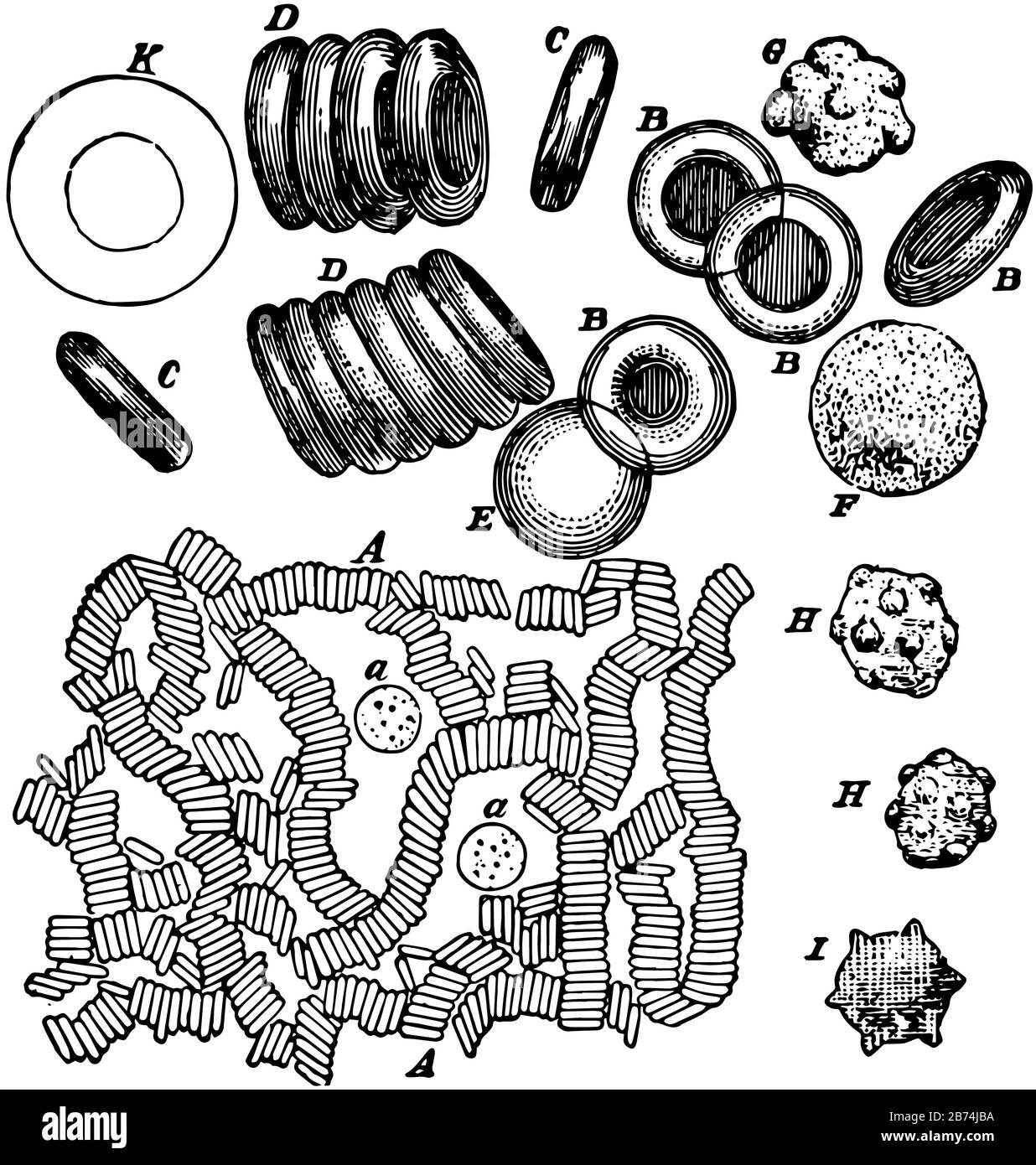 corpuscolo bianco trattato con acido acetico e corpuscoli rossi rugati o merlato, disegno a linea d'annata o illustrazione dell'incisione. Illustrazione Vettoriale