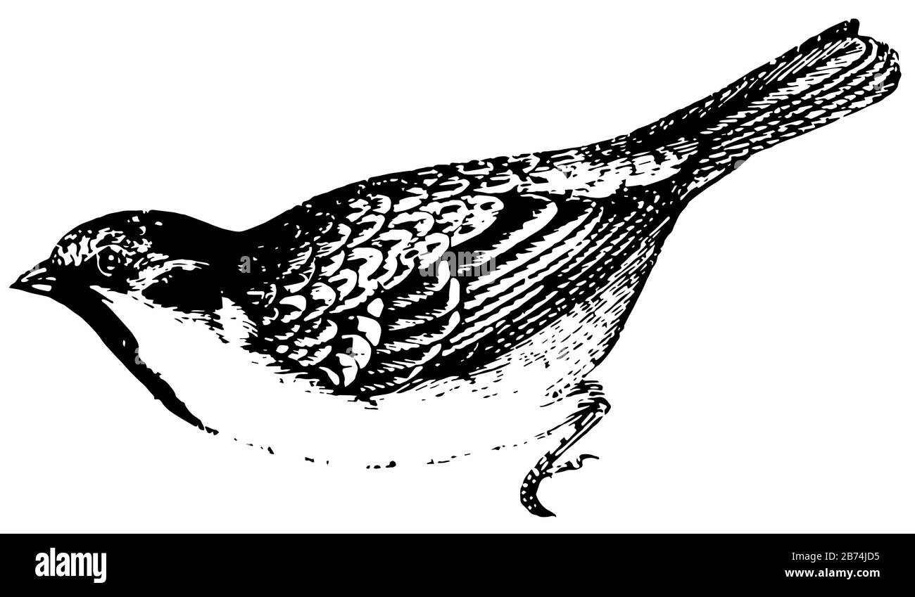 House Sparrow è vivace pert e astuzia, linea vintage disegno o incisione illustrazione. Illustrazione Vettoriale