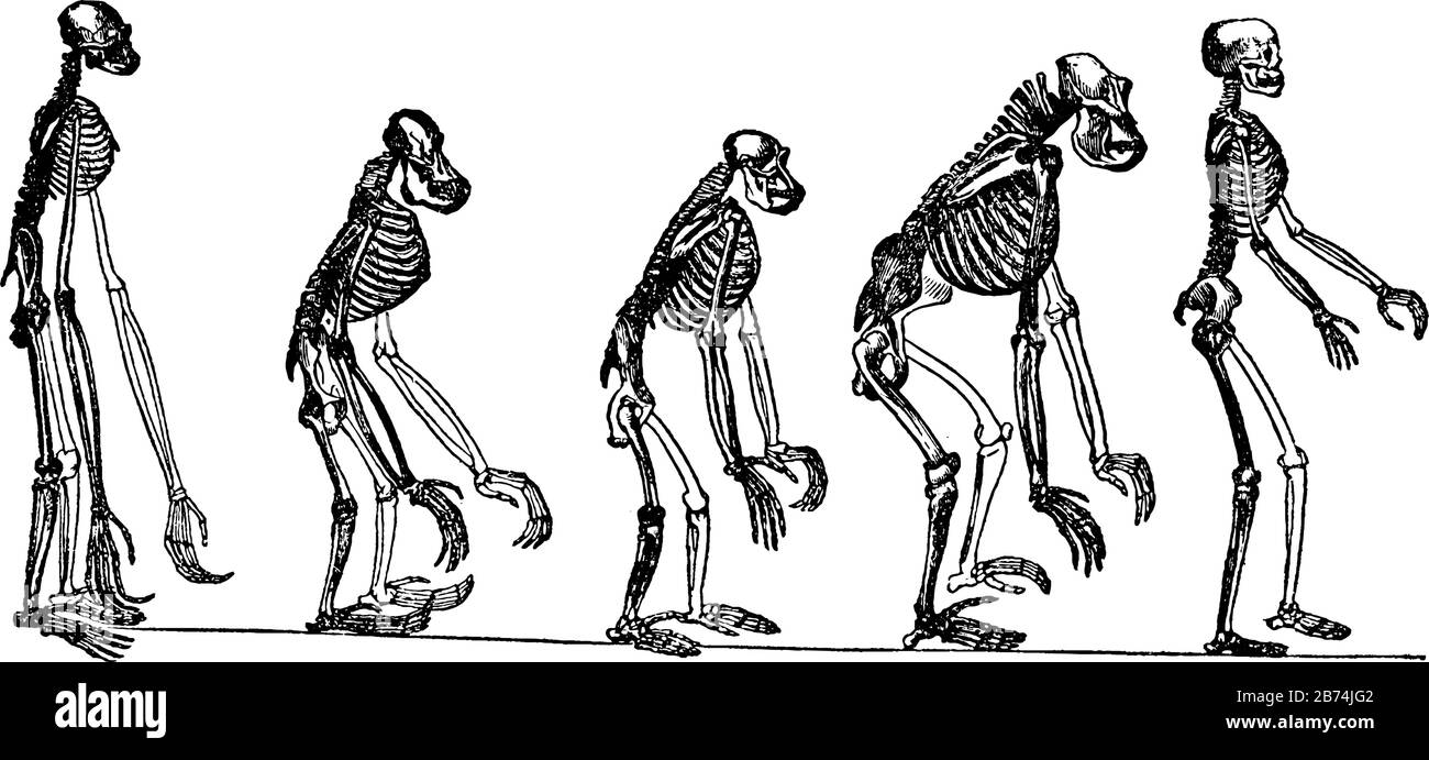 Questa illustrazione mostra gli scheletri degli Apes Antropici rispetto a quello dell'uomo, disegno a linea d'epoca o illustrazione dell'incisione. Illustrazione Vettoriale