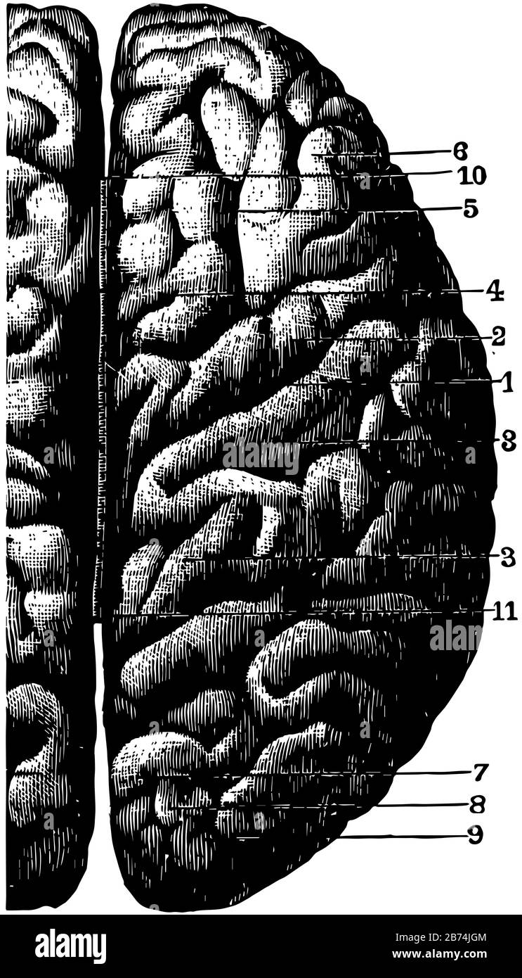 Convoluzioni cerebrali del cervello, disegno di linee vintage o illustrazione dell'incisione. Illustrazione Vettoriale