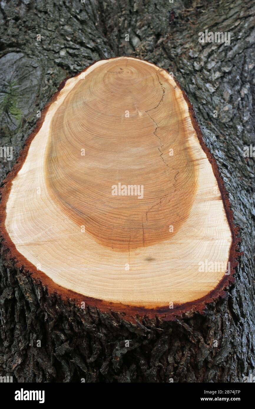 Sezione trasversale di un ramo di albero di conifere tagliato recentemente con anelli di crescita annuali e senza sfondo. Foto Stock