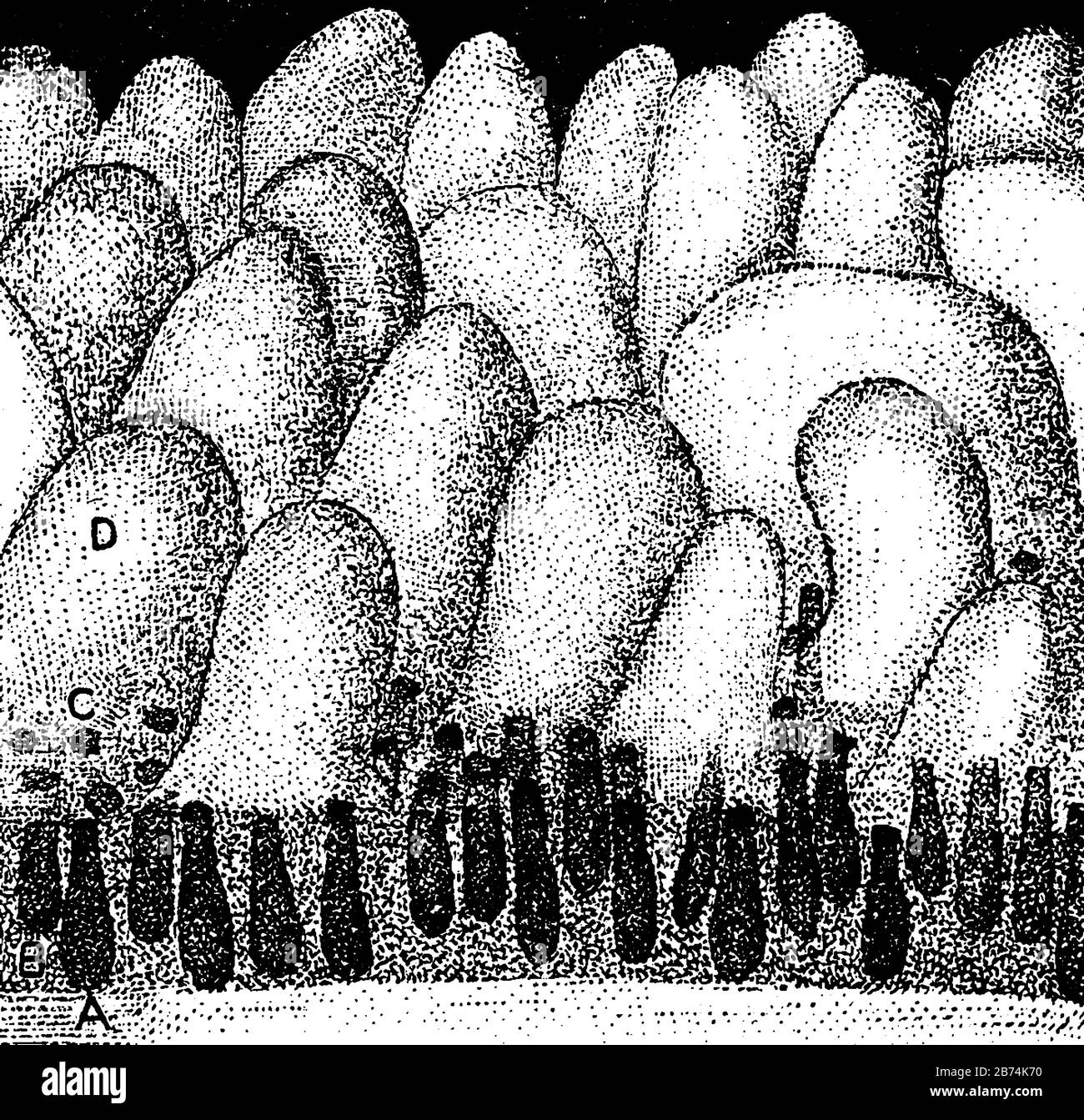 Questa illustrazione rappresenta le ghiandole e i villi dell'intestino tenue, il disegno della linea vintage o l'illustrazione dell'incisione. Illustrazione Vettoriale