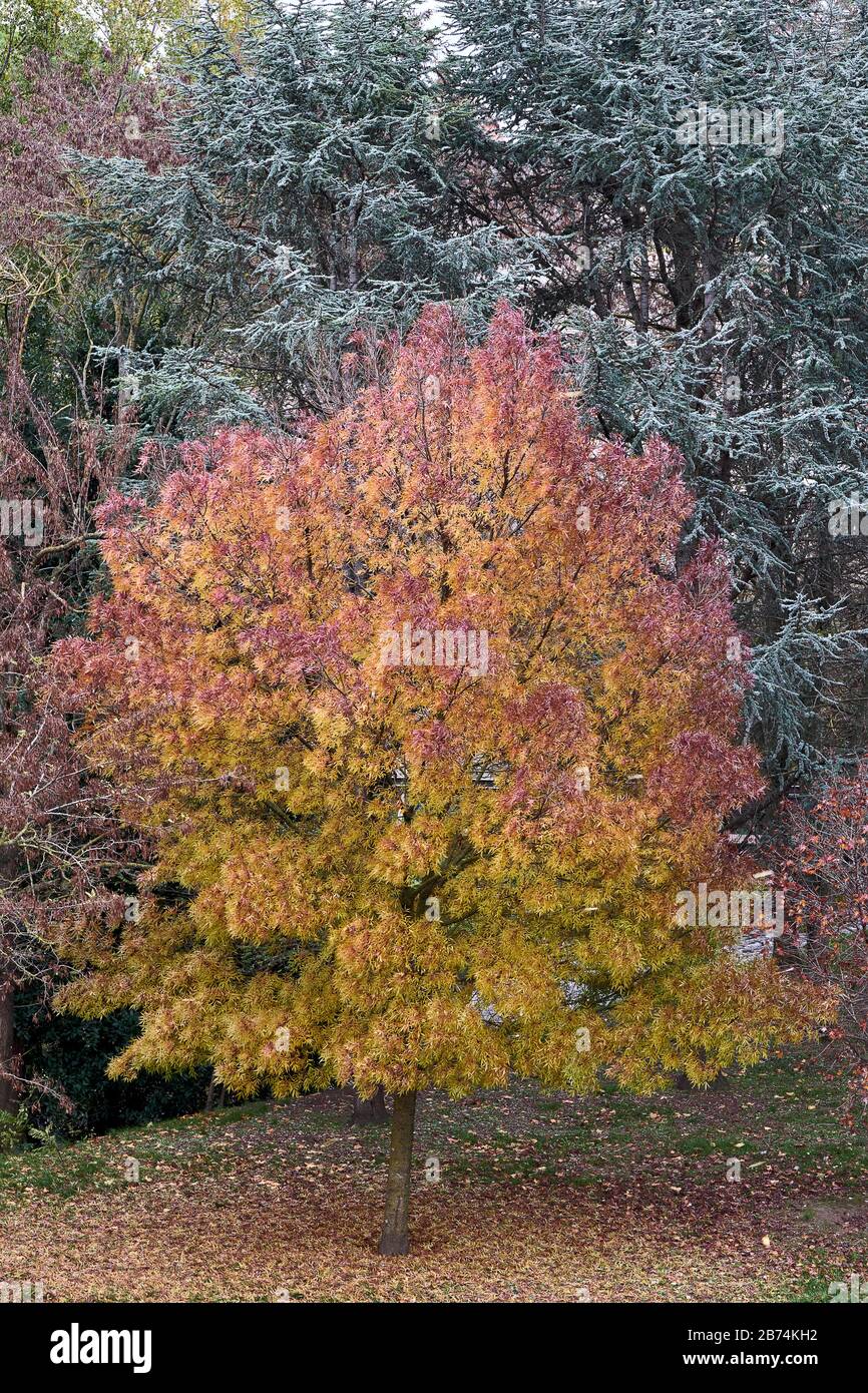 Albero colorato su terra pieno di foglie rosse e gialle Foto Stock