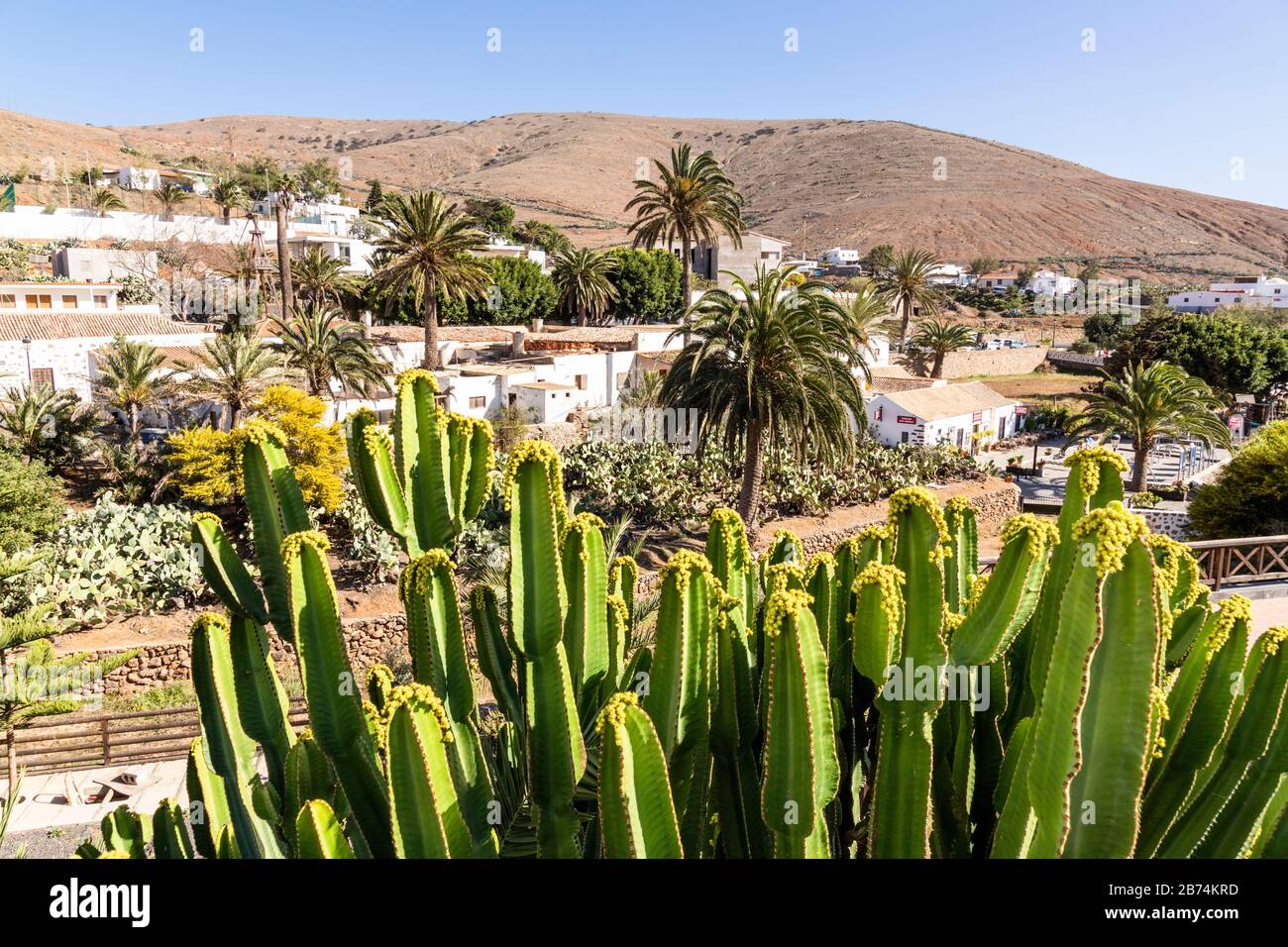 Un grande cactus nella piccola città di Betancuria, l'antica capitale delle Canarie di Fuerteventura Foto Stock