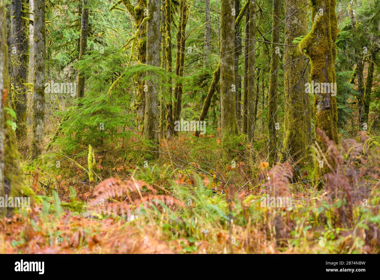 Muschio alberi coperti nella foresta Foto Stock