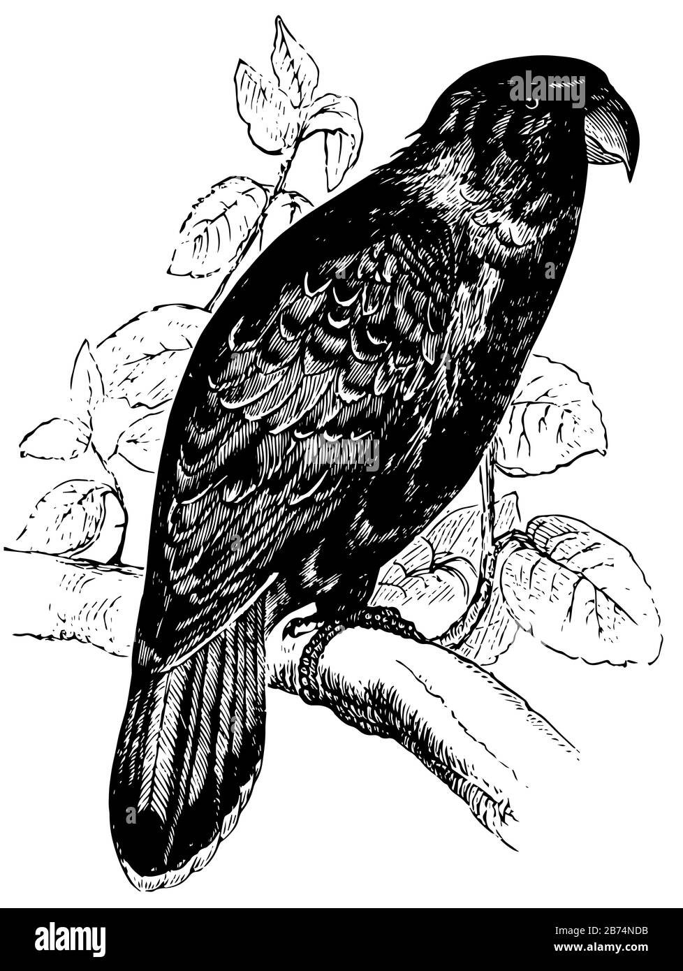 Il lory con Tappo viola è una specie rara conosciuta per la sua docilità, il disegno della linea d'epoca o l'illustrazione dell'incisione. Illustrazione Vettoriale