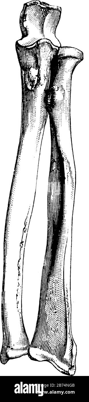 L'ulna o l'osso del gomito è il più grande di queste due ossa ed è Unito all'omero da un giunto di cerniera al gomito, disegno di linea vintage o incisione Illustrazione Vettoriale