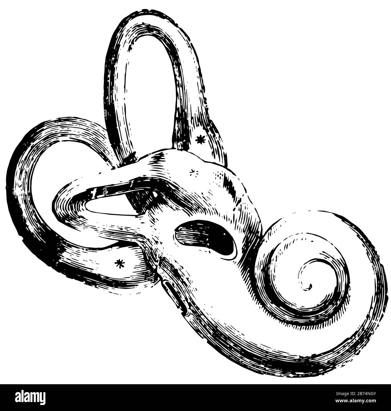 Questa illustrazione rappresenta l'orecchio umano Esterno, il disegno a linee vintage o l'illustrazione dell'incisione. Illustrazione Vettoriale