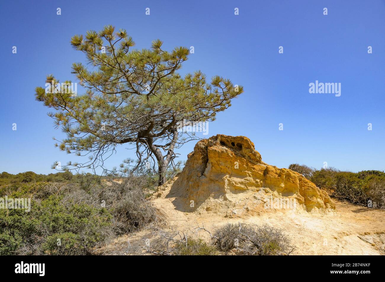 California Torrey Pines vista oceano Foto Stock