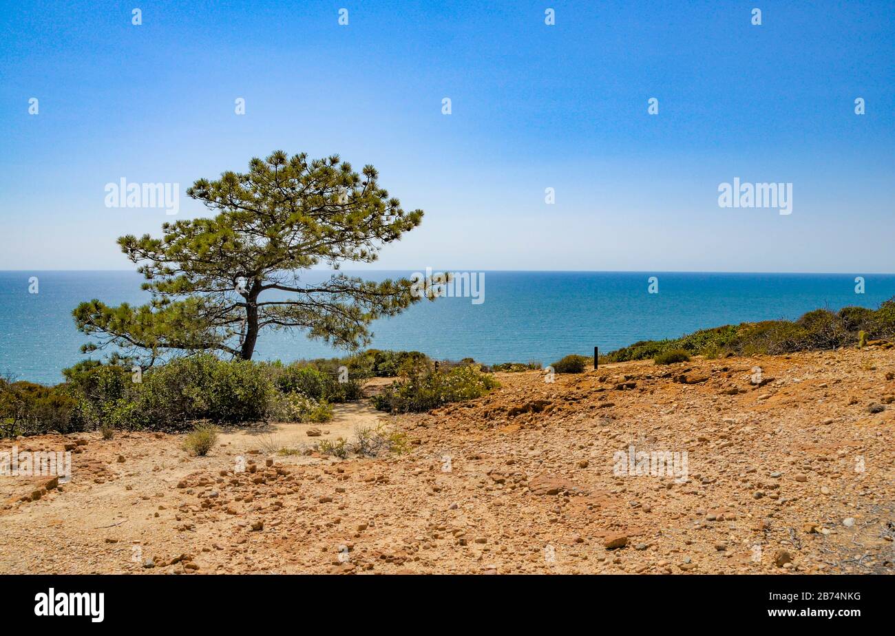 California Torrey Pines vista oceano Foto Stock