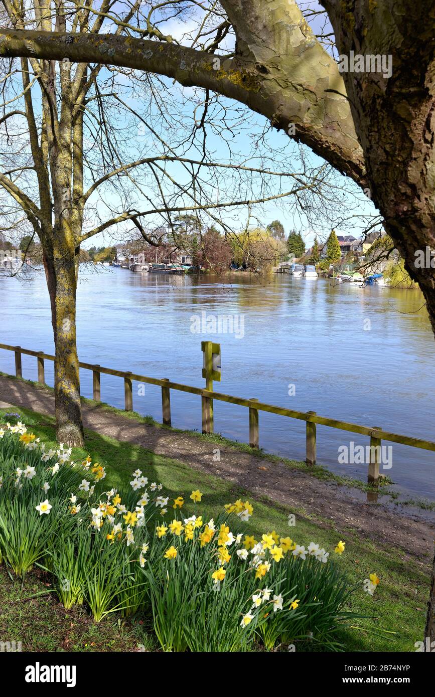 Il Tamigi a Old Windsor con narcisi primaverili sull'argine, Berkshire England UK Foto Stock
