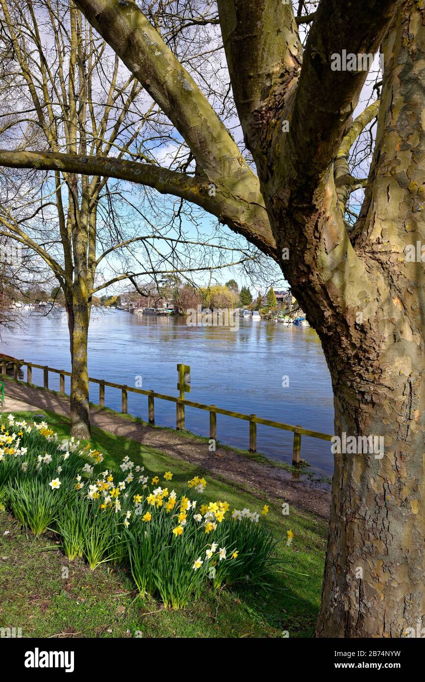 Il Tamigi a Old Windsor con narcisi primaverili sull'argine, Berkshire England UK Foto Stock