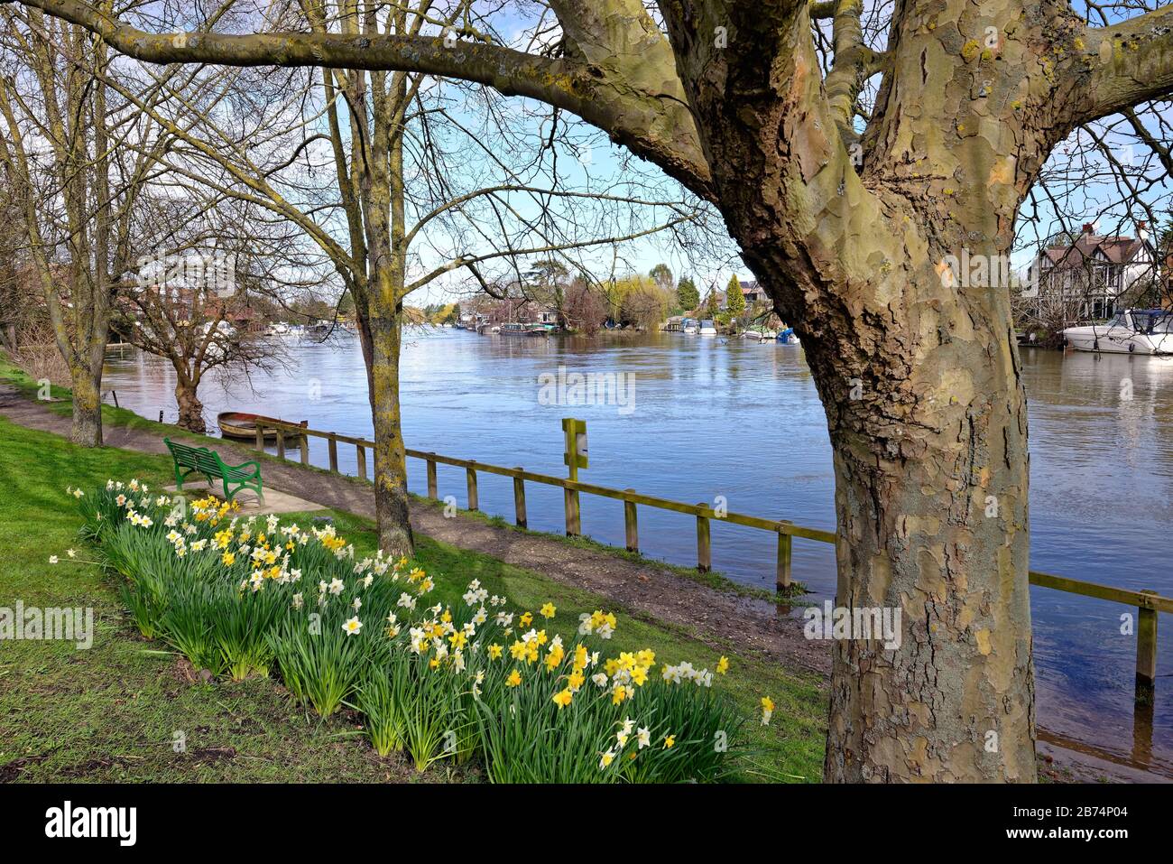 Il Tamigi a Old Windsor con narcisi primaverili sull'argine, Berkshire England UK Foto Stock
