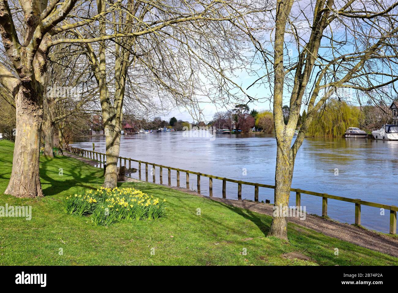 Il Tamigi a Old Windsor con narcisi primaverili sull'argine, Berkshire England UK Foto Stock