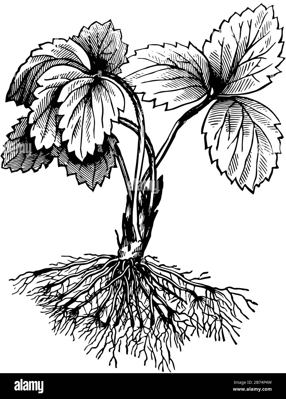 Questa illustrazione rappresenta Una Pianta con Radici Potate dove l'accorciamento delle radici provoca la produzione di una nuova serie di fibre dalle estremità tagliate, Illustrazione Vettoriale