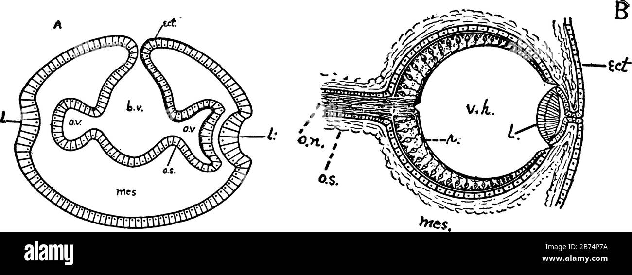 Questa illustrazione rappresenta l'occhio Vertebrato, il disegno a linee vintage o l'illustrazione dell'incisione. Illustrazione Vettoriale