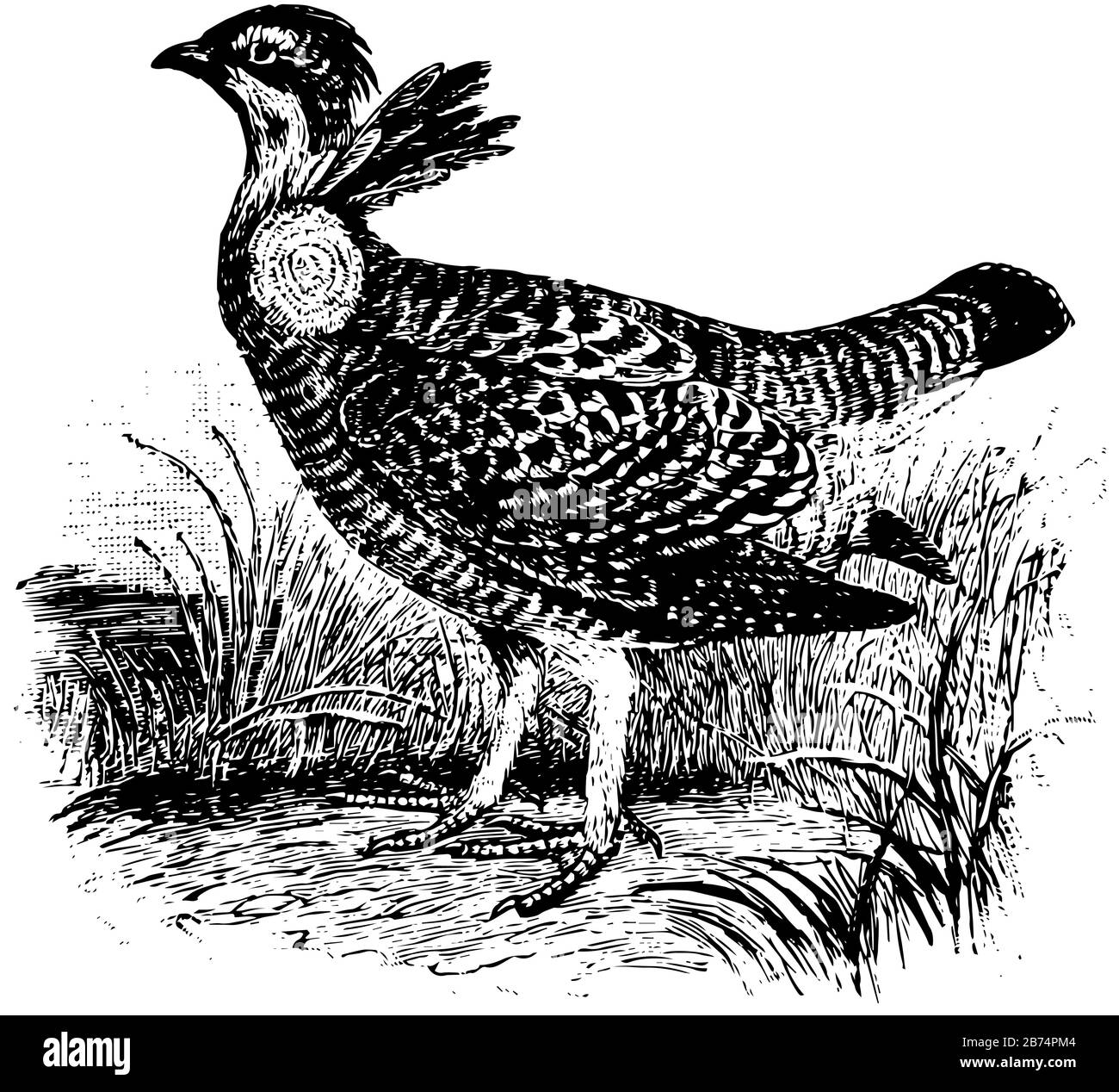 Prarie Hen può essere stato fancifully paragonato alle ali Cupid, al disegno di linea vintage o all'illustrazione di incisione. Illustrazione Vettoriale