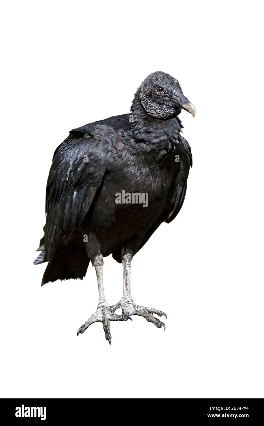 Avvoltoio nero americano (Coragyps atratus) su sfondo bianco Foto Stock