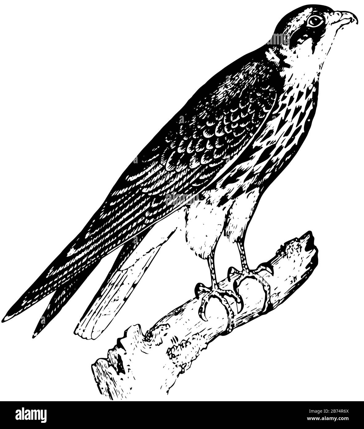Hobby Falcon Con Con artigli affilati e visione penetrante, disegno linea vintage o illustrazione incisione. Illustrazione Vettoriale