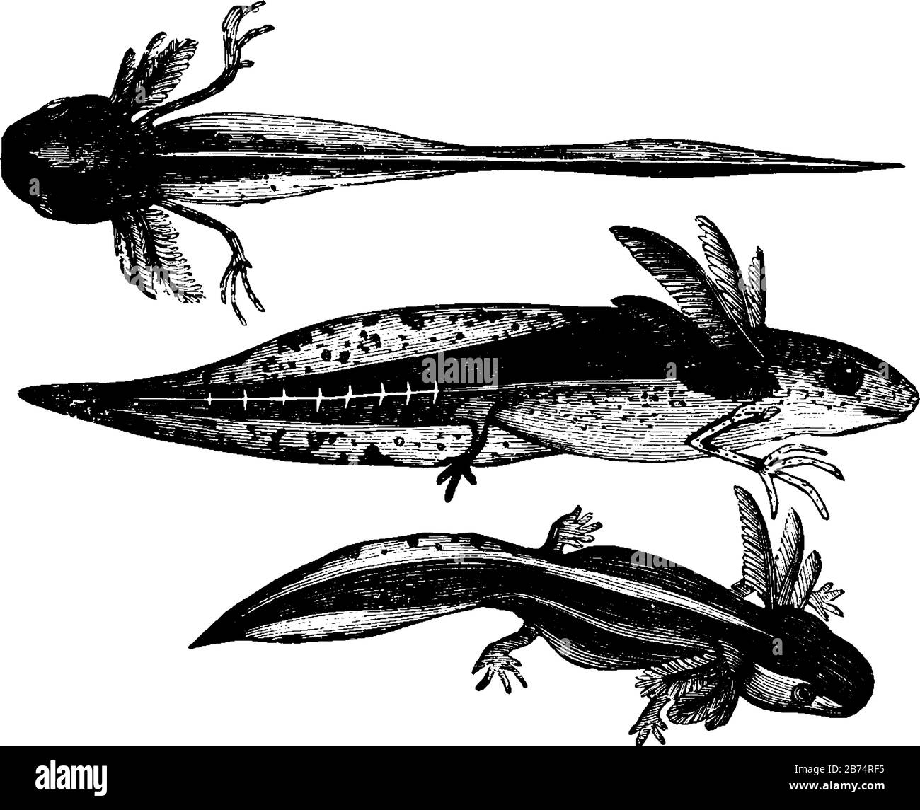 Questa illustrazione rappresenta lo sviluppo di giovani newt di verruche, disegno di linea vintage o illustrazione di incisione. Illustrazione Vettoriale