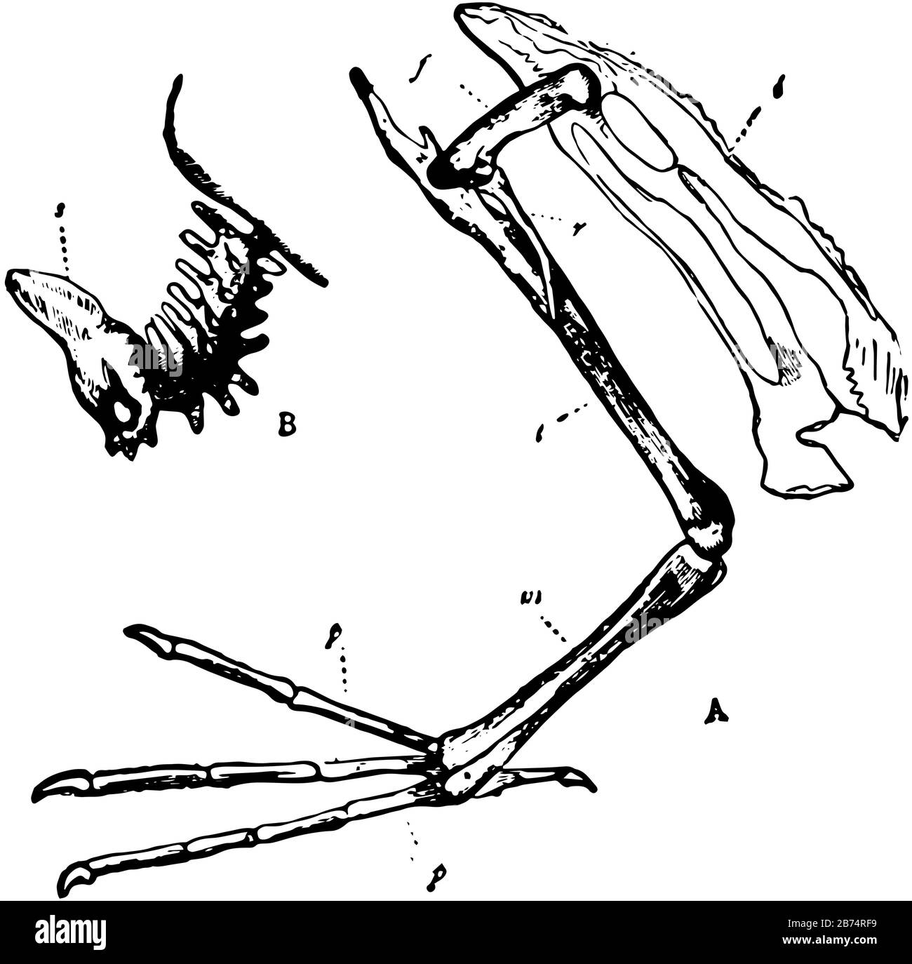 Funzione di lavoro delle ossa del subacqueo, disegno della linea vintage o illustrazione dell'incisione. Illustrazione Vettoriale