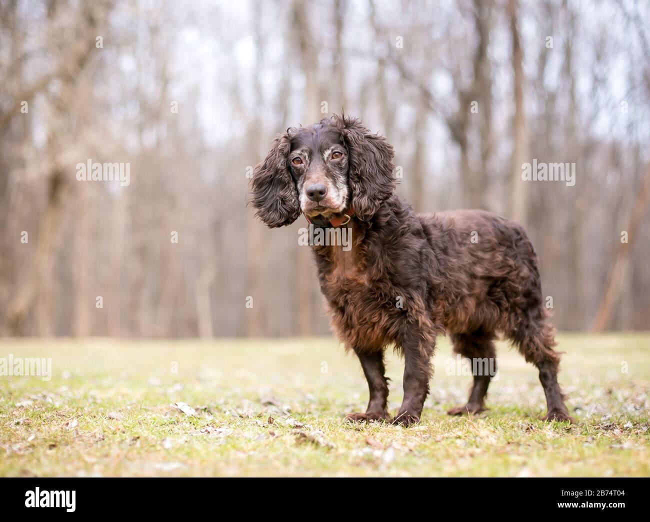 Un cane marrone Cocker Spaniel in piedi all'aperto Foto Stock