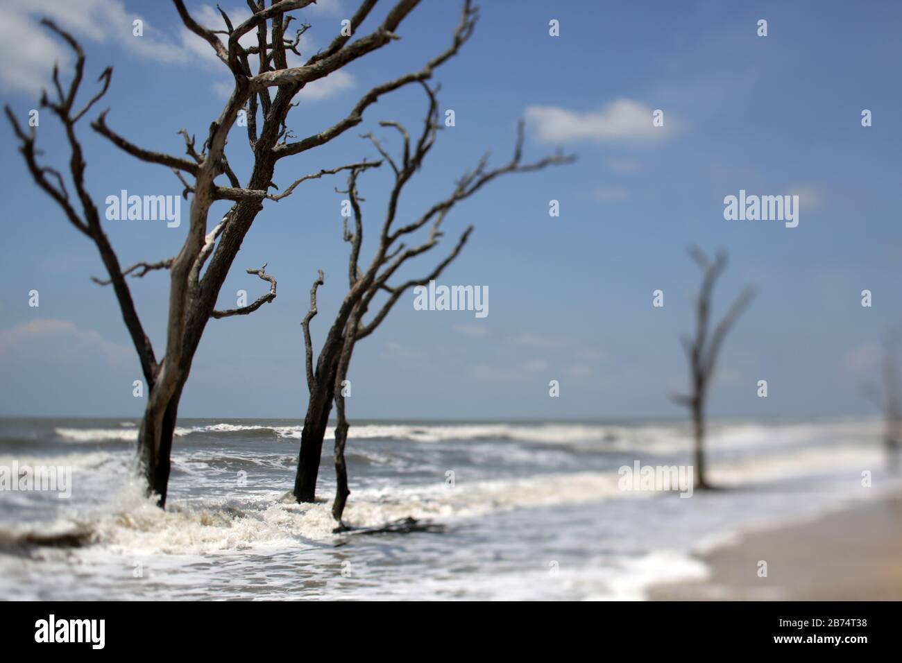 Onde che si schiantano in Dead, alberi di Driftwood su UNA South Carolina Beach Foto Stock